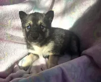 Misty, a female Siberian Husky for sale in Joplin, MO – Photo 6 of 8