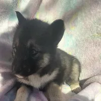 Misty on sale, a female Siberian Husky for sale in Joplin, MO – Photo 7 of 8