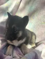 Misty, a female Siberian Husky for sale in Joplin, MO – Photo 7 of 8