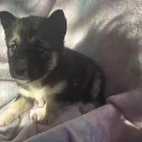 Misty on sale, a female Siberian Husky for sale in Joplin, MO – Photo 4 of 8