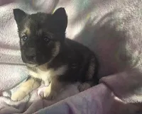 Misty, a female Siberian Husky for sale in Joplin, MO – Photo 5 of 8