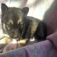 Misty on sale, a female Siberian Husky for sale in Joplin, MO – Photo 2 of 8
