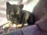 Misty, a female Siberian Husky for sale in Joplin, MO – Photo 2 of 8