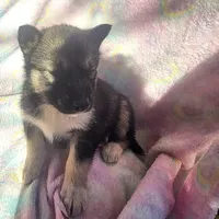 Misty on sale, a female Siberian Husky for sale in Joplin, MO – Photo 8 of 8