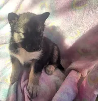 Misty, a female Siberian Husky for sale in Joplin, MO – Photo 8 of 8