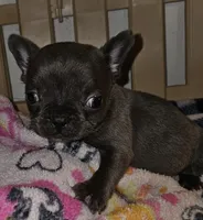 Fanny, a female French Bulldog for sale in Joplin, MO – 2 of 4