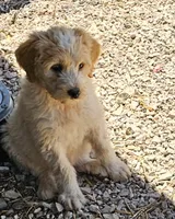 Rosie, a female Great Pyrenees and Poodle - Standard  for sale in Joplin, MO – 5 of 8