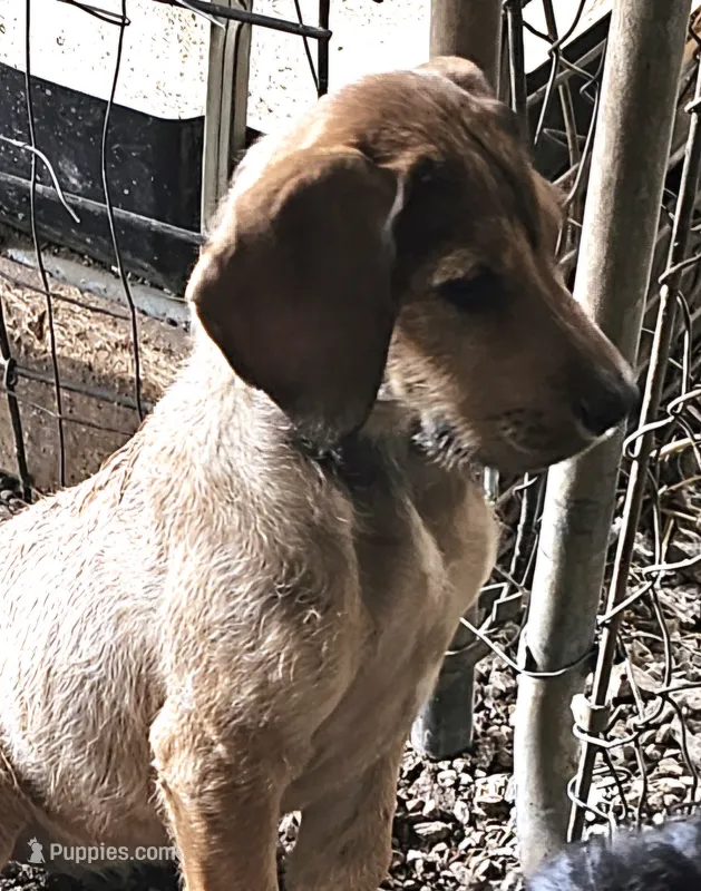 Simba  – Great Dane, Poodle - Standard  puppy for sale in Joplin, MO