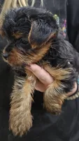 Katie, a female Yorkshire Terrier for sale in Joplin, MO – Photo 4 of 5