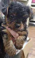 Katie, a female Yorkshire Terrier for sale in Joplin, MO – Photo 3 of 5