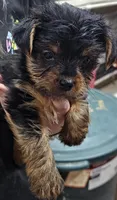 Katie, a female Yorkshire Terrier for sale in Joplin, MO – Photo 2 of 5