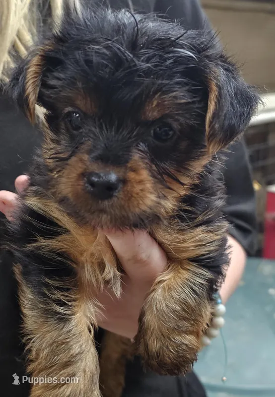 Katie – Yorkshire Terrier puppy for sale in Joplin, MO