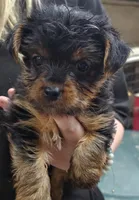 Katie, a female Yorkshire Terrier for sale in Joplin, MO – Photo 1 of 5