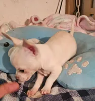 Charlie, a male Chihuahua for sale in Joplin, MO – 2 of 8