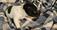 Bentley, a male Chihuahua for sale in Joplin, MO – 5 of 8