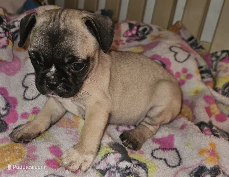 Penny – French Bulldog, Pug puppy for sale in Joplin, MO