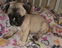 Penny, a male French Bulldog and Pug for sale in Joplin, MO – 1 of 1