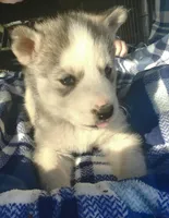 Gordy, a male Siberian Husky for sale in Joplin, MO – Photo 3 of 8