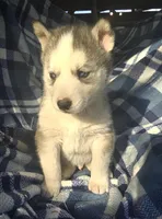 Gordy, a male Siberian Husky for sale in Joplin, MO – Photo 2 of 8