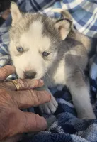 Gordy, a male Siberian Husky for sale in Joplin, MO – Photo 8 of 8