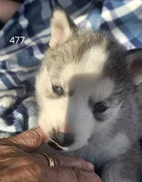 Gordy, a male Siberian Husky for sale in Joplin, MO – Photo 4 of 8