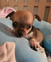 Tyson, a male Chihuahua for sale in Joplin, MO – 5 of 7