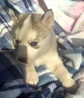 Casper, a male Siberian Husky for sale in Joplin, MO – Photo 5 of 8