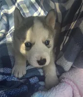 Casper, a male Siberian Husky for sale in Joplin, MO – Photo 7 of 8