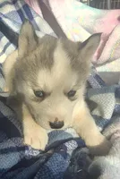 Casper, a male Siberian Husky for sale in Joplin, MO – Photo 1 of 8