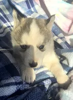 Casper, a male Siberian Husky for sale in Joplin, MO – Photo 4 of 8