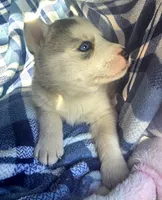 Casper, a male Siberian Husky for sale in Joplin, MO – Photo 8 of 8