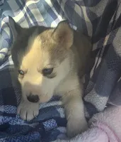 Casper, a male Siberian Husky for sale in Joplin, MO – Photo 6 of 8