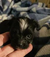 Pistol, a male Morkie for sale in Joplin, MO – 5 of 7