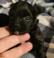 Pete, a male Morkie for sale in Joplin, MO – 2 of 6