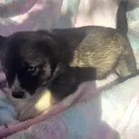 Shelly reduced price, a female Siberian Husky for sale in Joplin, MO – Photo 5 of 7