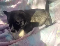 Shelly, a female Siberian Husky for sale in Joplin, MO – Photo 5 of 7