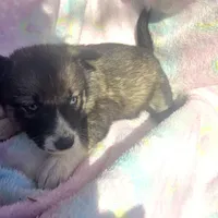 Shelly reduced price, a female Siberian Husky for sale in Joplin, MO – Photo 2 of 7