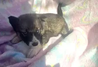 Shelly, a female Siberian Husky for sale in Joplin, MO – Photo 4 of 7