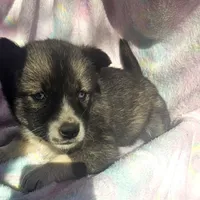 Shelly reduced price, a female Siberian Husky for sale in Joplin, MO – Photo 1 of 7