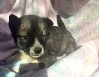 Shelly, a female Siberian Husky for sale in Joplin, MO – Photo 1 of 7