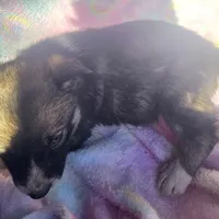 Shelly reduced price, a female Siberian Husky for sale in Joplin, MO – Photo 6 of 7