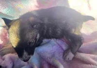 Shelly, a female Siberian Husky for sale in Joplin, MO – Photo 6 of 7