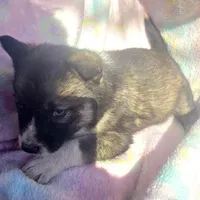 Shelly reduced price, a female Siberian Husky for sale in Joplin, MO – Photo 4 of 7