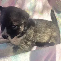 Shelly reduced price, a female Siberian Husky for sale in Joplin, MO – Photo 7 of 7