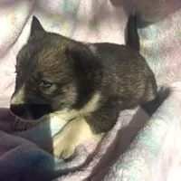 Shelly reduced price, a female Siberian Husky for sale in Joplin, MO – Photo 3 of 7