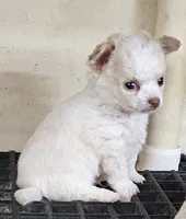 Frizzle, a male Chihuahua for sale in Joplin, MO – 2 of 8