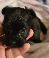 Piper, a female Morkie for sale in Joplin, MO – 3 of 7