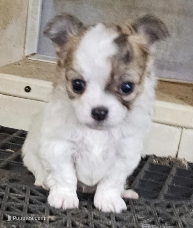 Flipper – Chihuahua puppy for sale in Joplin, MO