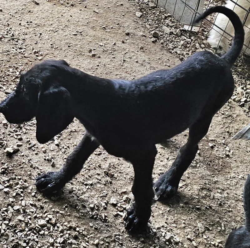 Sherry – Great Dane, Poodle - Standard  puppy for sale in Joplin, MO