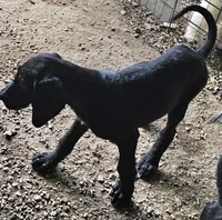 Sherry, a female Great Dane and Poodle - Standard  for sale in Joplin, MO – 1 of 4